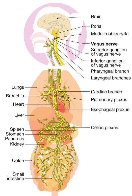 Osteopaths can stimulate the vagus tone