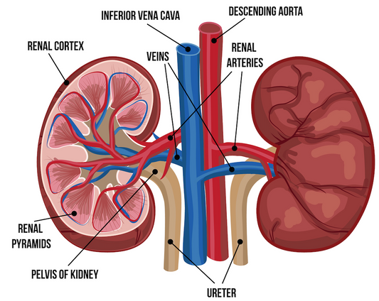 Osteopathy: renal artery occlusion gives acute flank pain