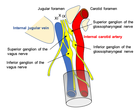 Understanding The Autonomic Nervous System And Its Scientific Osteopathic Approach