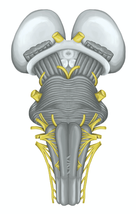 Cranial Nerves Disorders And The Scientific Osteopathic Approach