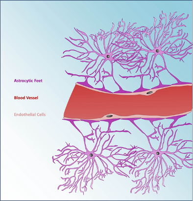 Blood - Brain Barrier (BBB) Osteopathybooks