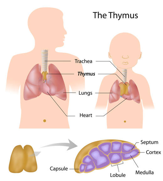 The function of the thymus