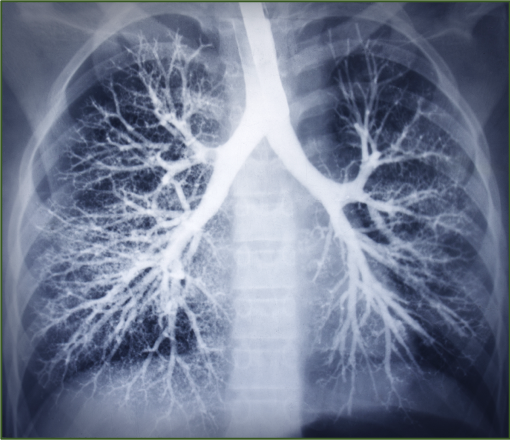 Autonomic regulation of the lungs Osteopathybooks