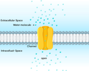 Osteopathy: aquaporin channels