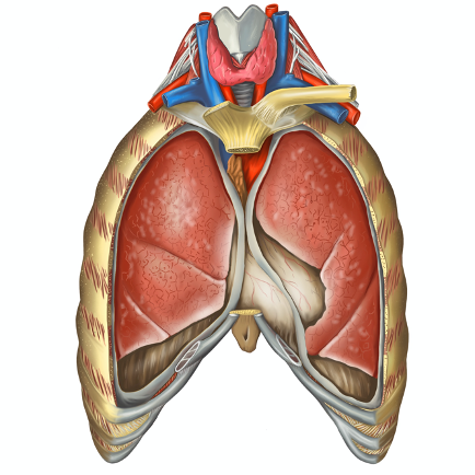 Treating hypoxemia dominates the treatment of hypoxia Osteopathybooks