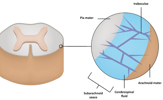 Cerebrospinal Fluid Movement (CSF) Osteopathybooks