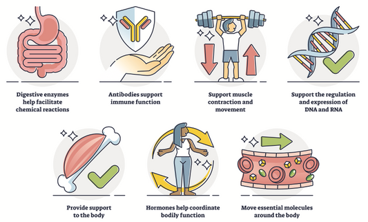 The role of protein in the body and nutrition Osteopathybooks