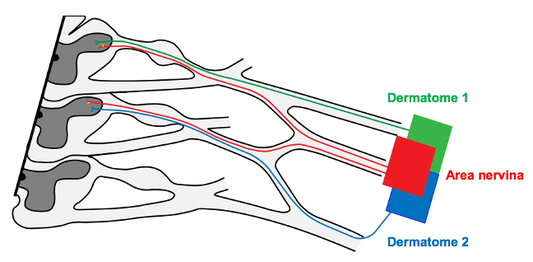 The difference between dermatome (area radicularis sensitive) and area nervina Osteopathybooks