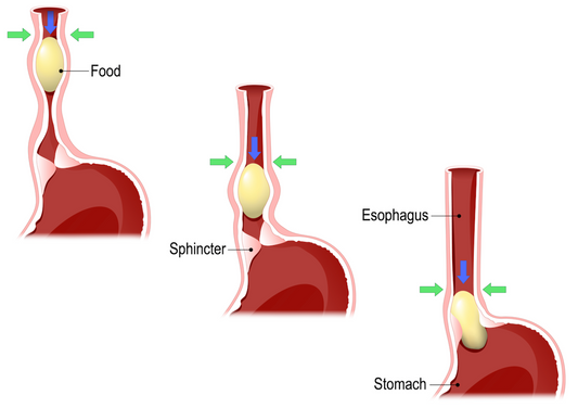 Control of the peristalsis in the oesophagus