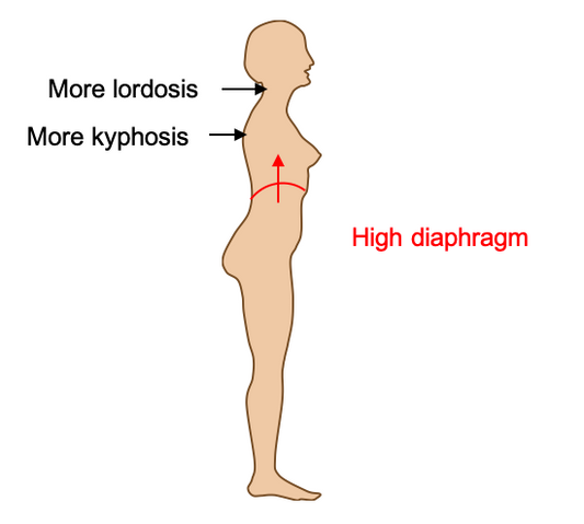 Mechanical relation diaphragm - cervical spine