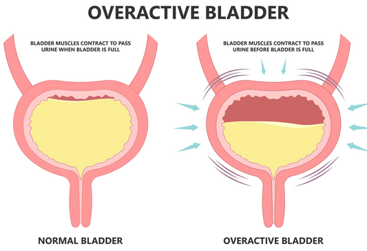 Chapter on pelvic organs