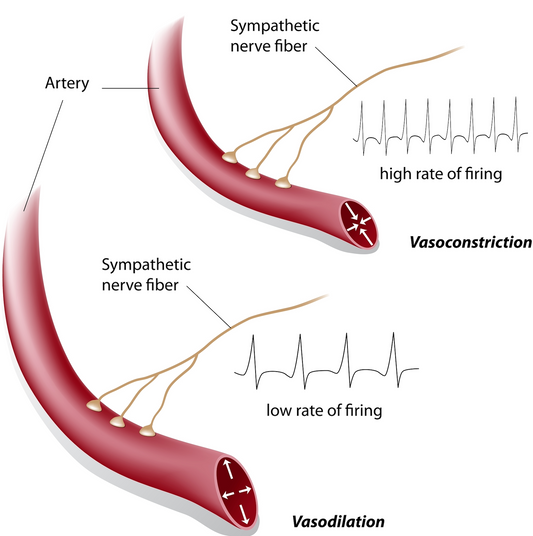 Vascularization and oxigenation: arterial nerve supply