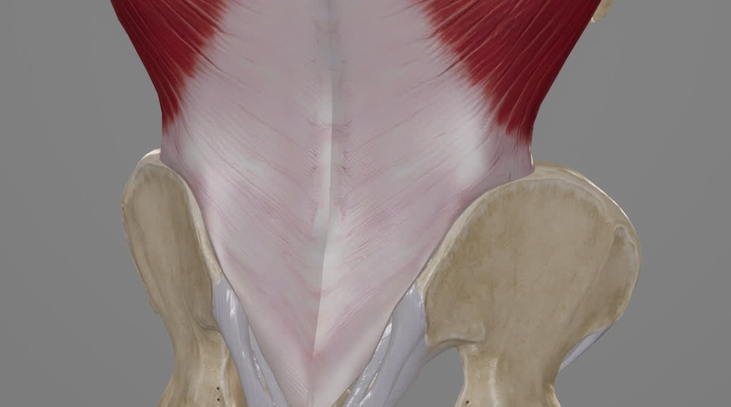 Low Back Pain: Nociceptive capacity of the thoracolumbar fascia ...