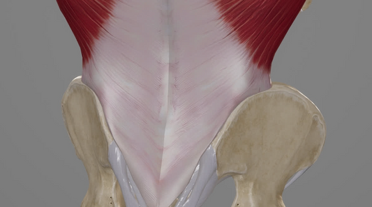 Osteopathy: Thoracolumbar fascia and low back pain