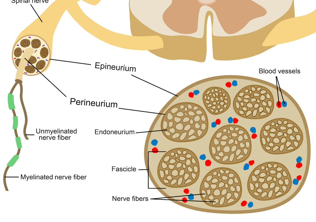 Osteopathy: epineurium