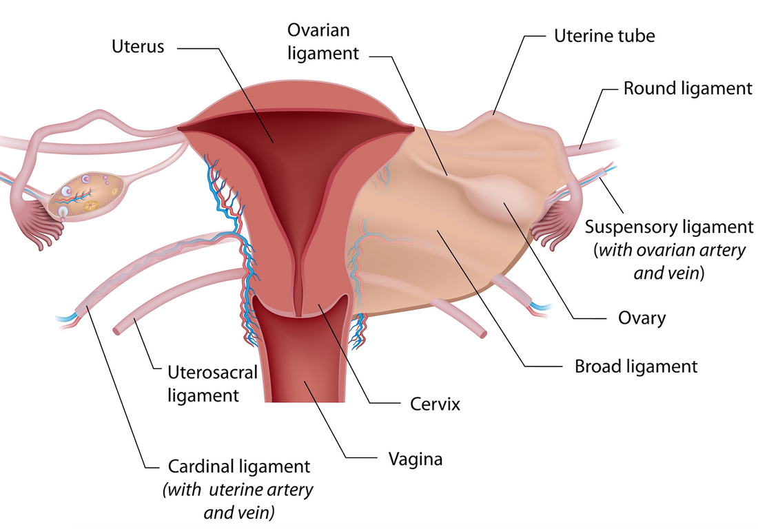 Osteopathy: Pelvic Venous Congestion Syndrome