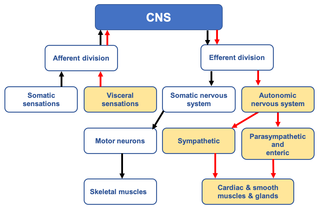 Schematic organization of the central nervous system - CNS