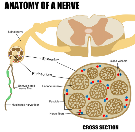 Osteopathy: anatomy of a nerve