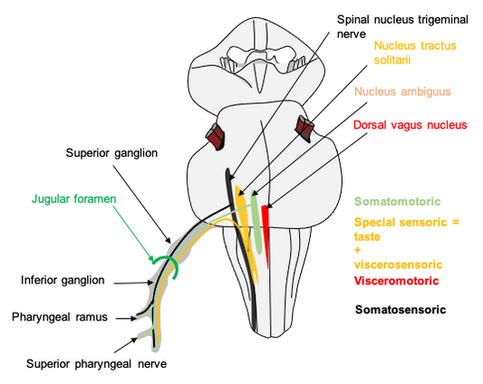 Understanding The Autonomic Nervous System And Its Scientific Osteopathic Approach