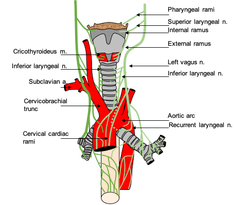 Cervical branches of the vagus nerve – Osteopathybooks