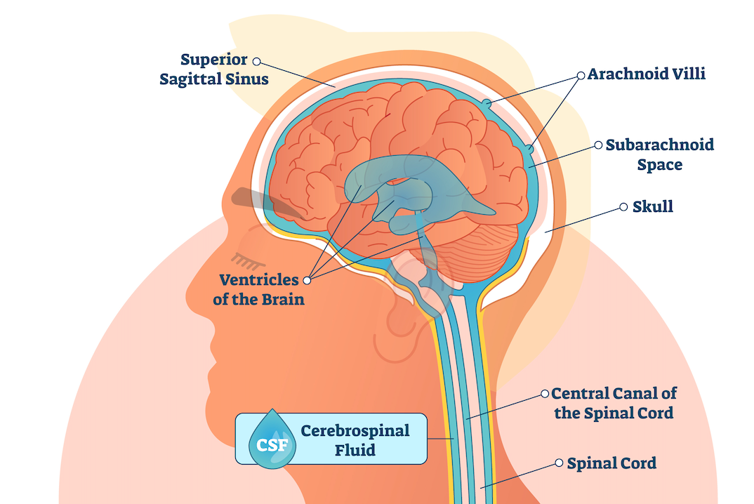 Osteopathy: cerebrospinal fluid