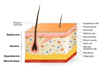 Did you know this about the skin? Osteopathybooks