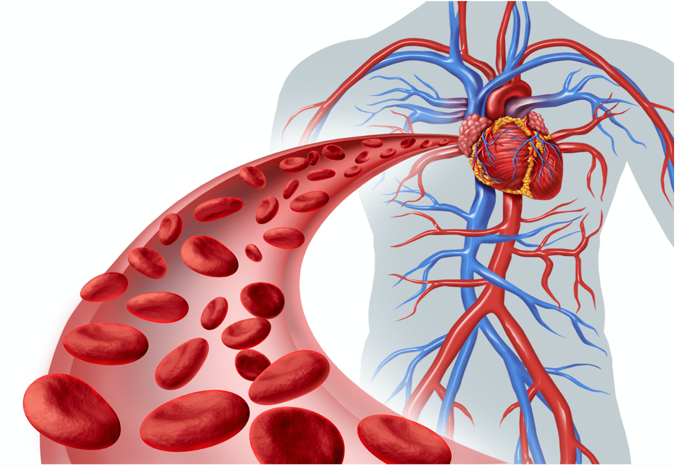 The Scientific Osteopathic Approach To Vascularization And Oxygen Supply In Patients Course Thinkific 