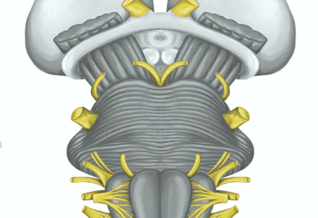 Cranial Nerves Disorders And The Scientific Osteopathic Approach Course Thinkific 