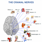 OSTEOPATHY POSTERS FREE USE AND DOWNLOAD